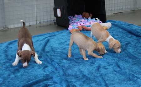 Boogie (ON HOLD) tile image