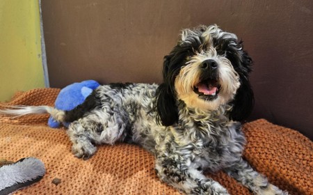 Pinto (APPLICATIONS CLOSED) tile image