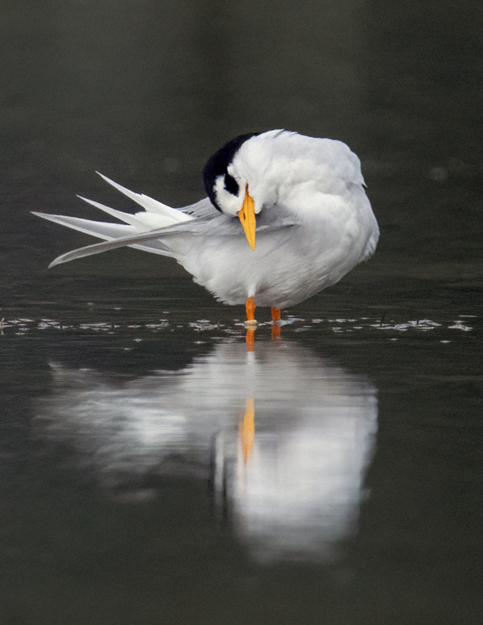 Tara iti thrives (1)