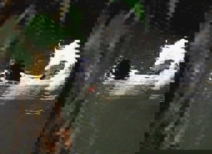 6. When Pat met Suzie - Suzie swimming.jpg