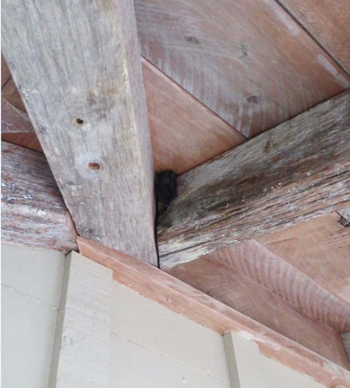 Brad our bachelor bat 2.JPG