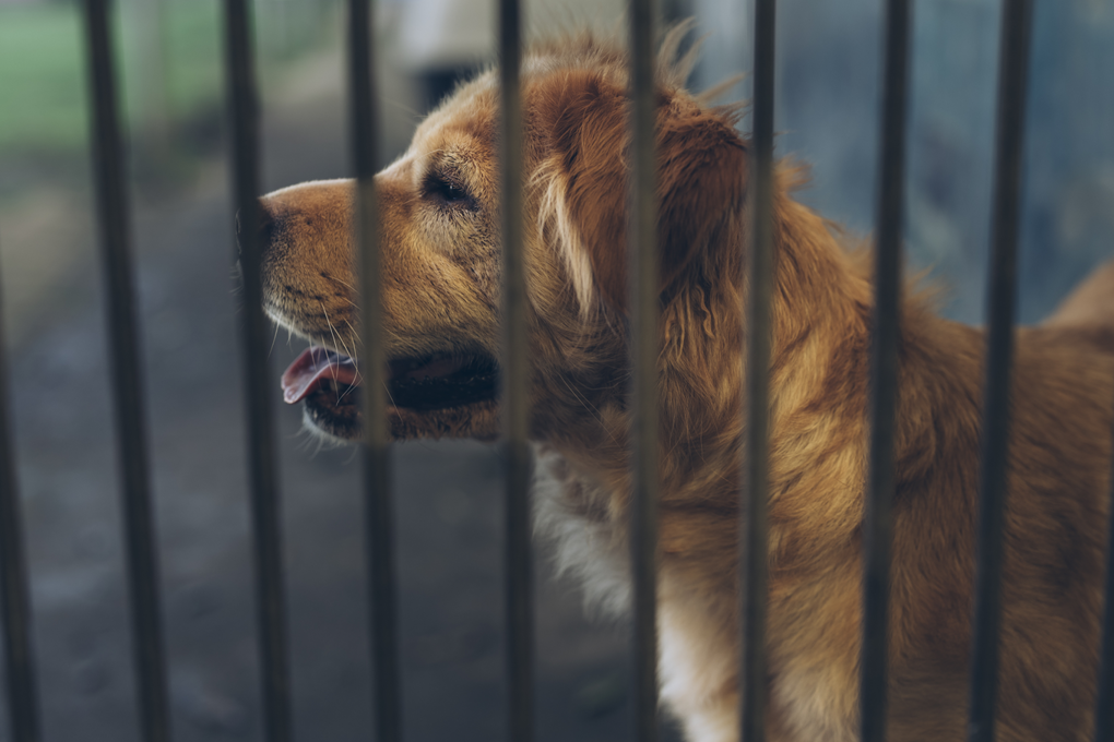 A Dog Behind Bars