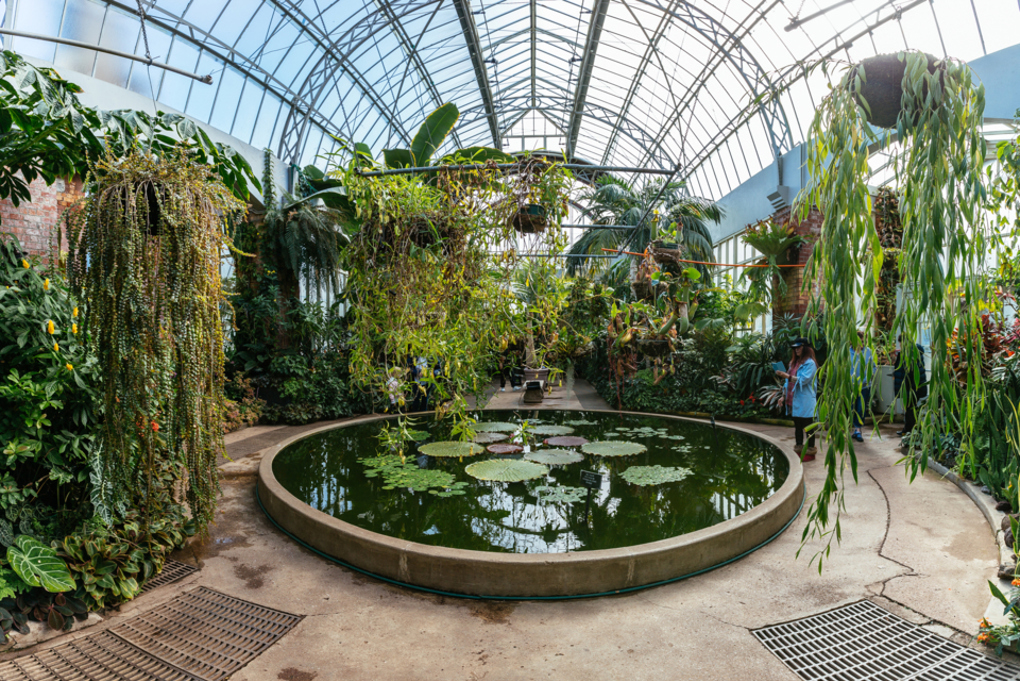 Gardening tips from Auckland’s Wintergardens team (1)