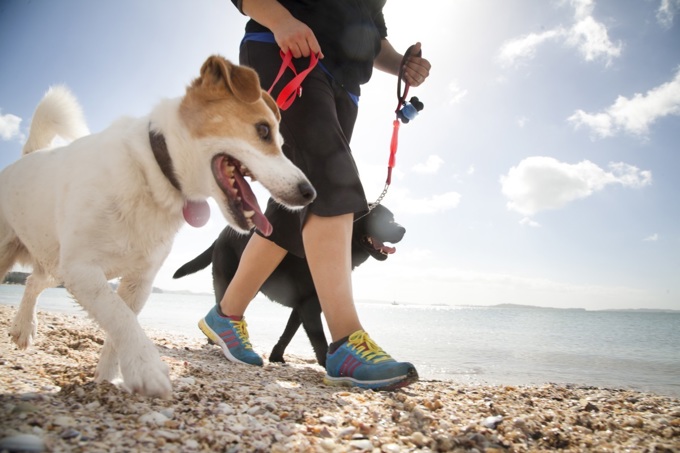 Have your say on Auckland's dog rules