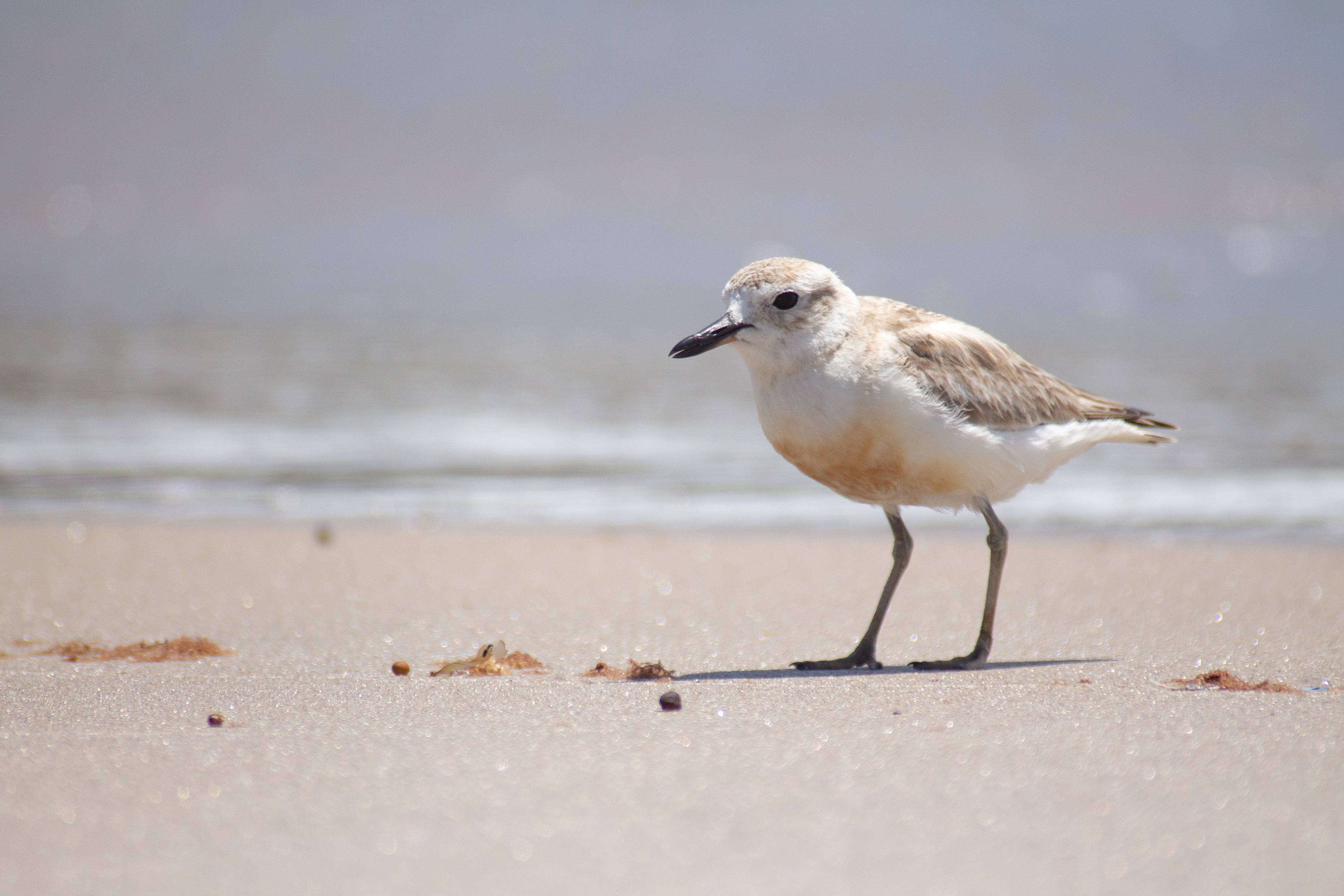 A bird on sandy beach. 