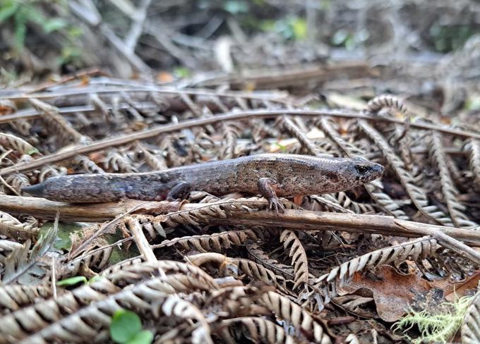 Ornate skink (Oligosoma ornatum)