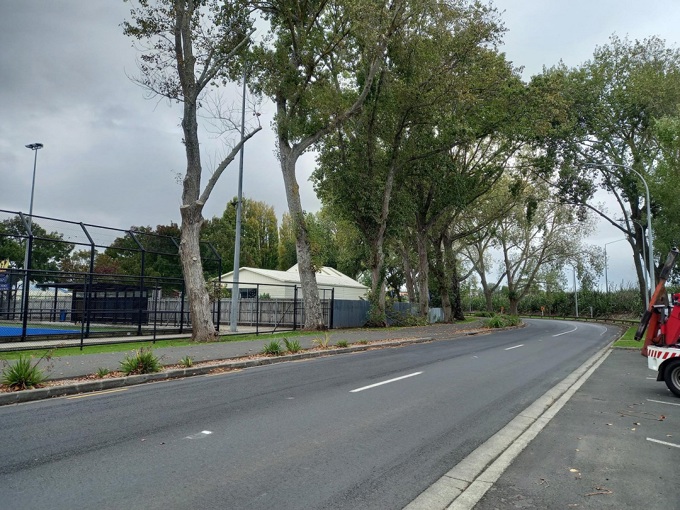 A plan for trees on Somerset Road