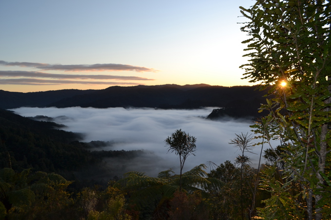 Forest flourishes following Hunua pest blitz
