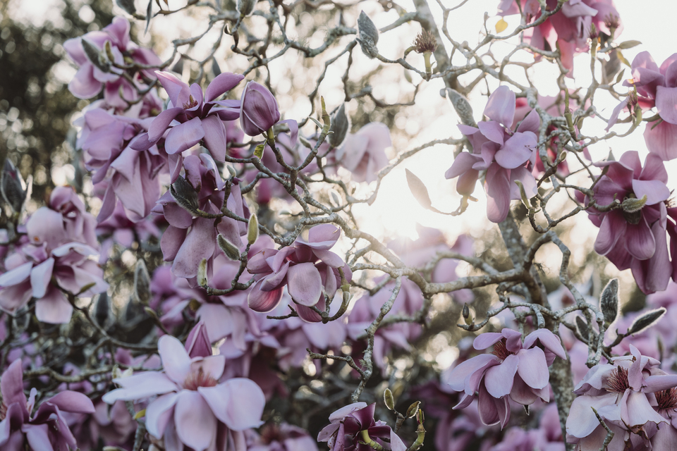 Spring flowers in bloom.