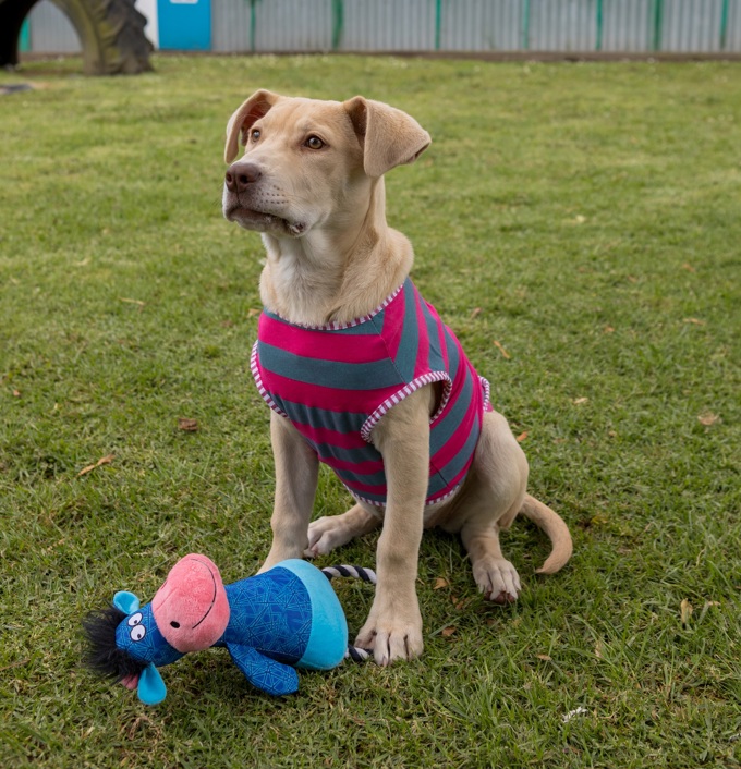 Animal management  image 3.JPG