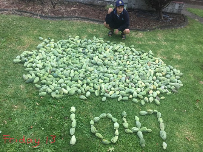 Moth Plant Pods Competition – this round goes to the humans_William Lulham 1047.jpeg