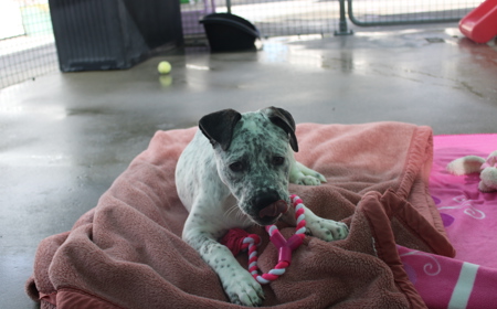 Frenchie tile image