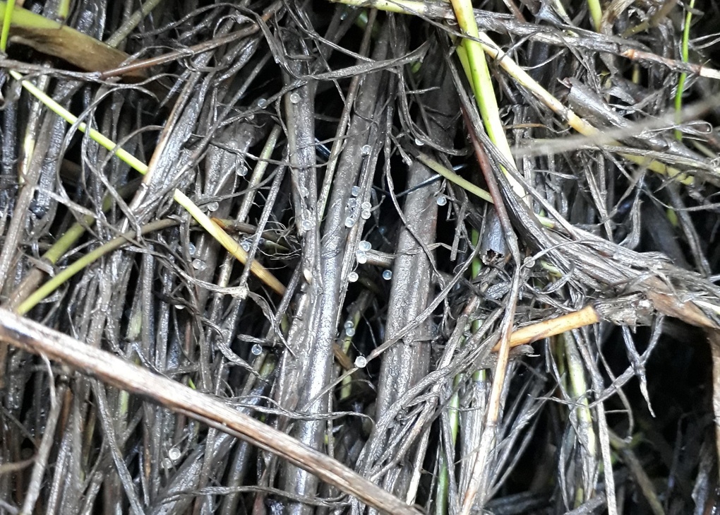 Thousands get behind the fight for whitebait