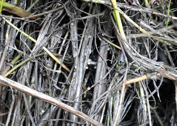 Thousands get behind the fight for whitebait