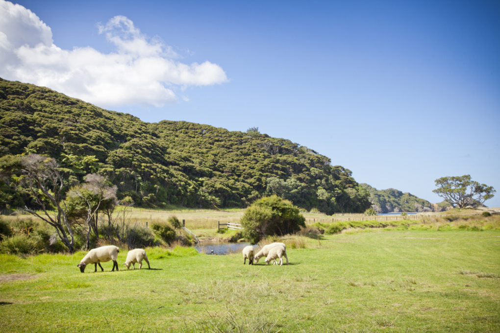 Take care around sheep during lambing season