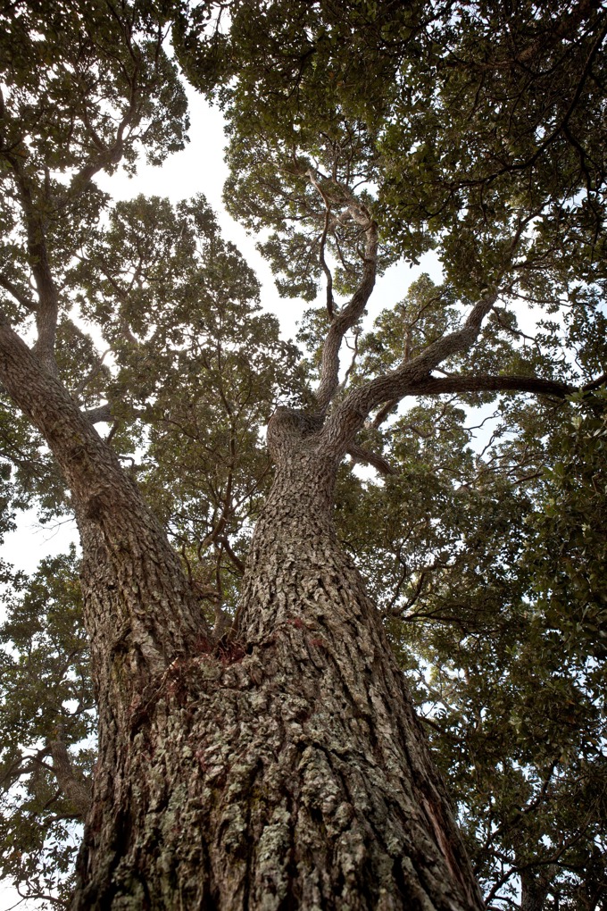 Check before you chop trees advice still rules