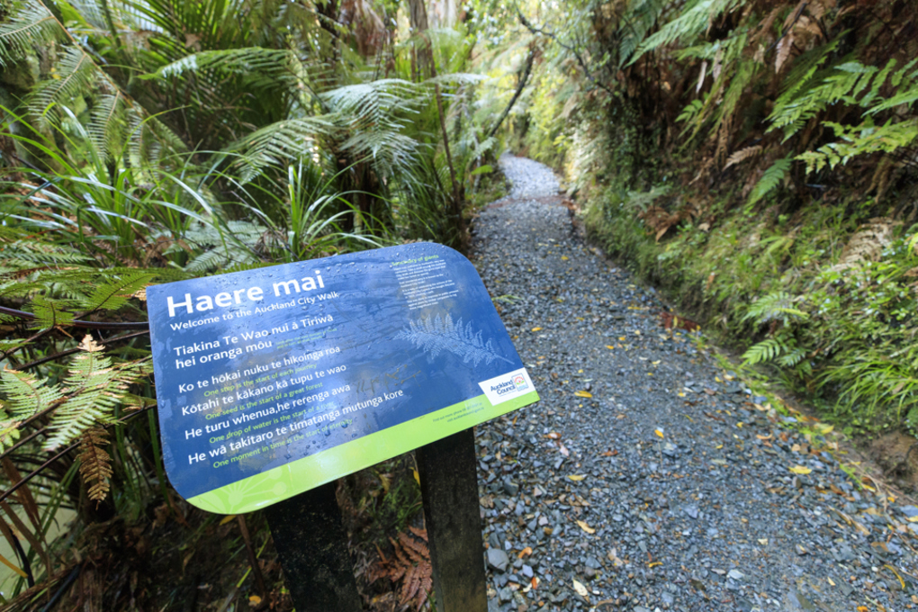 Kauri dieback 2