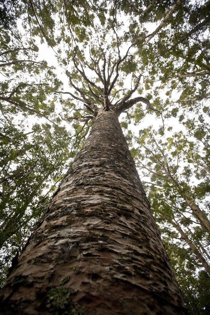 Kauri tree