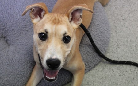 Thai (ADOPTED) tile image