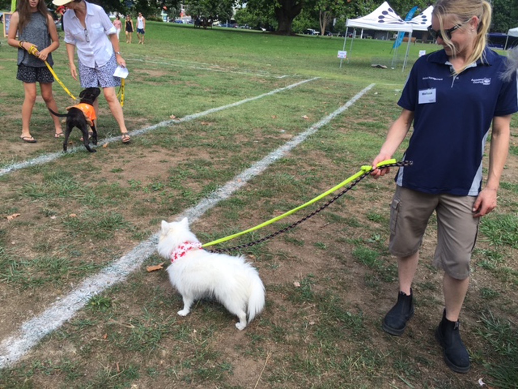 Dogs got dates (6)