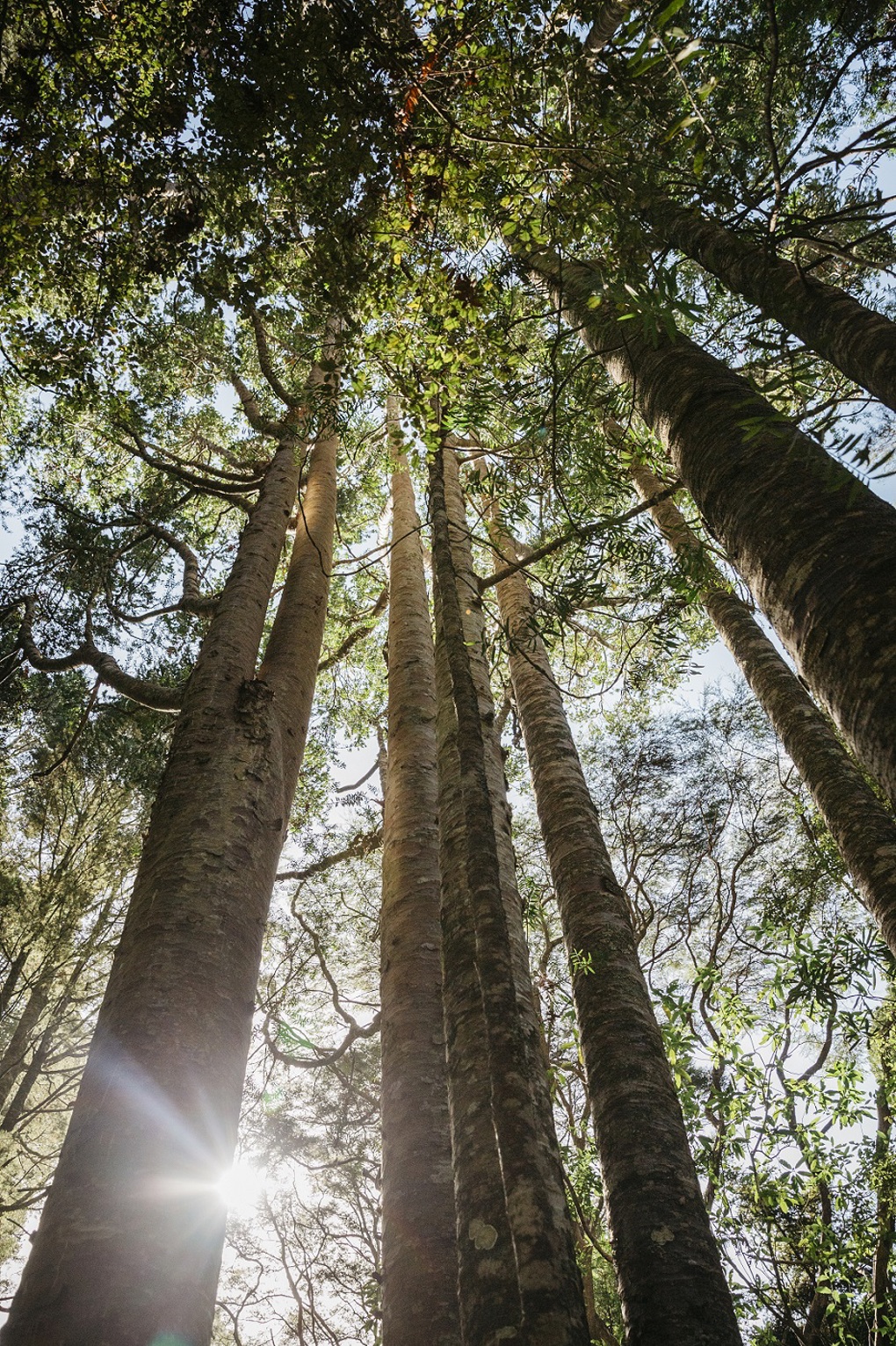 The digital kaitiaki of our forests