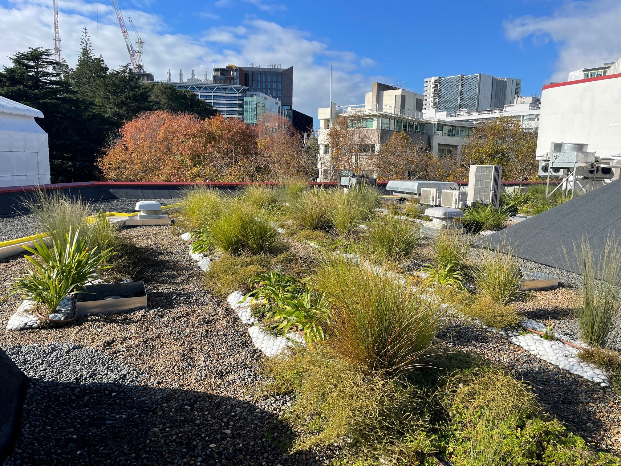 Central City Library green roof growth after one year