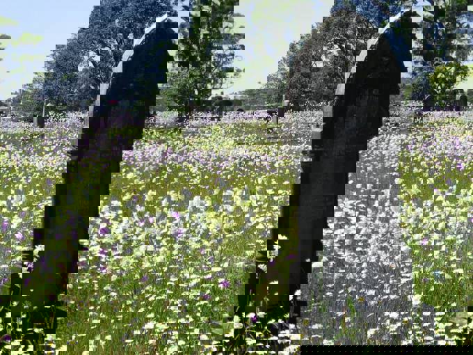 Waikumete Wildflowers