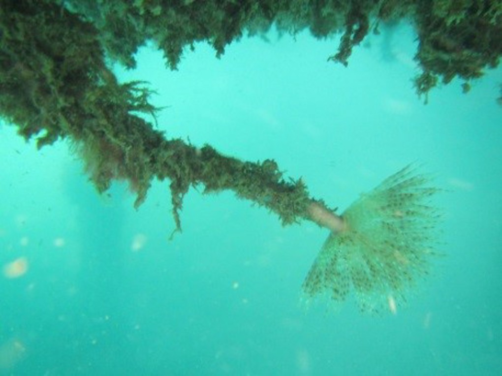 Workshops to prevent pests in Great Barrier's waters