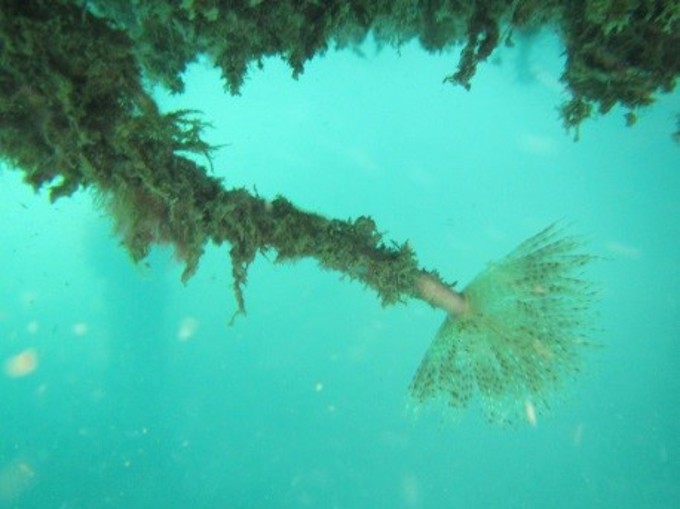 Workshops to prevent pests in Great Barrier's waters