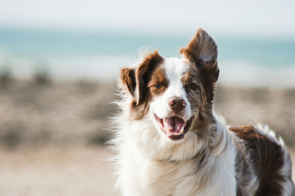 Dog rego reminder