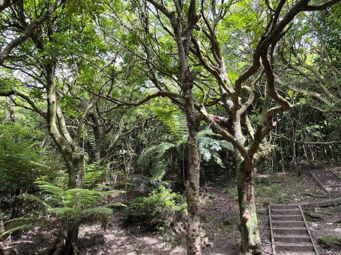 Trees flourishing in Kepa Bush