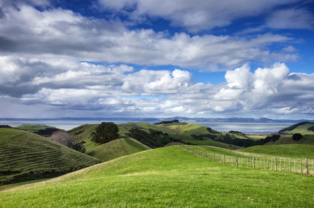 Te Rau Pūriri
