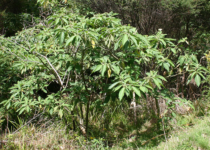 Pest Free Kaipatiki leads the way to a better future (3)