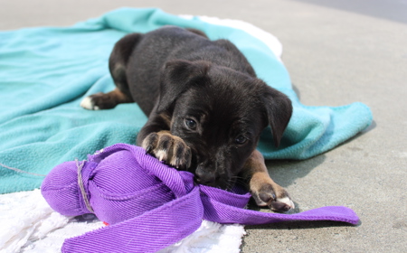 Dorper (ON HOLD) tile image