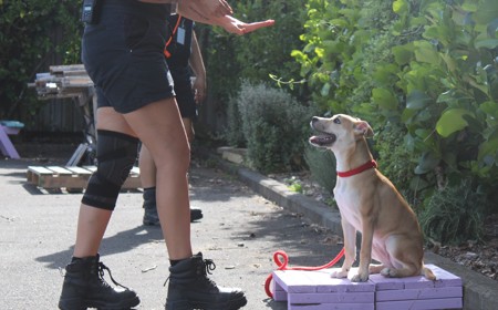 Thai (ADOPTED) tile image