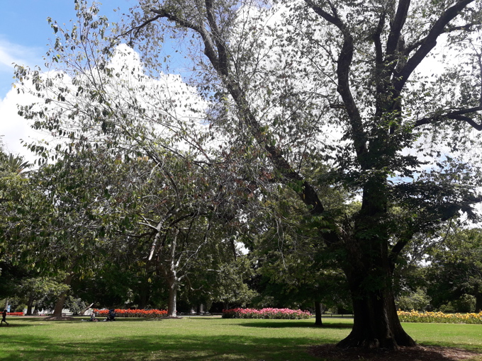 Domain tree succumbs to Dutch elm disease