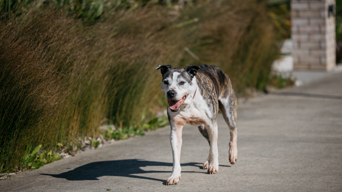 Grey and white mixed-breed dog