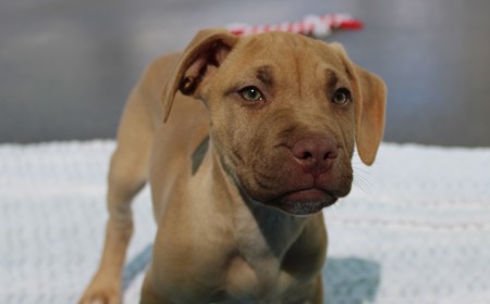 Yarrow (ON HOLD) tile image