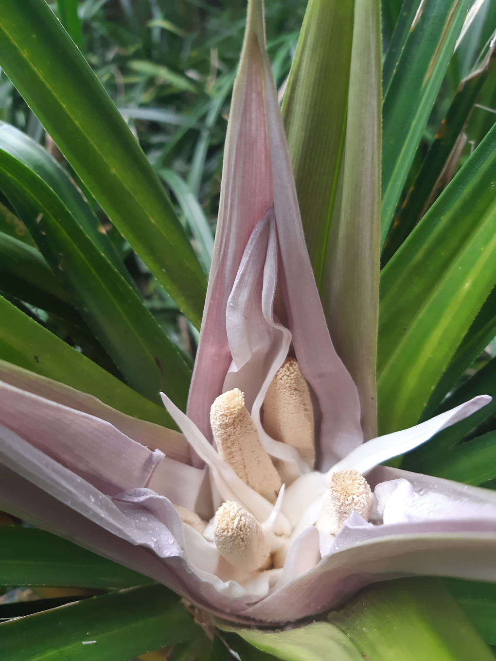 Freycinetia banksii (1)_mxvqep0z.jpg
