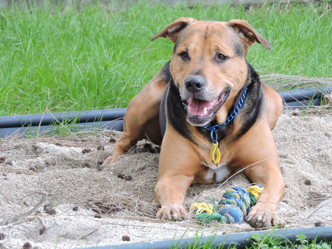 Tips for staying safe around dogs.jpg