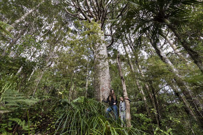 The untold stories of kauri dieback (1)