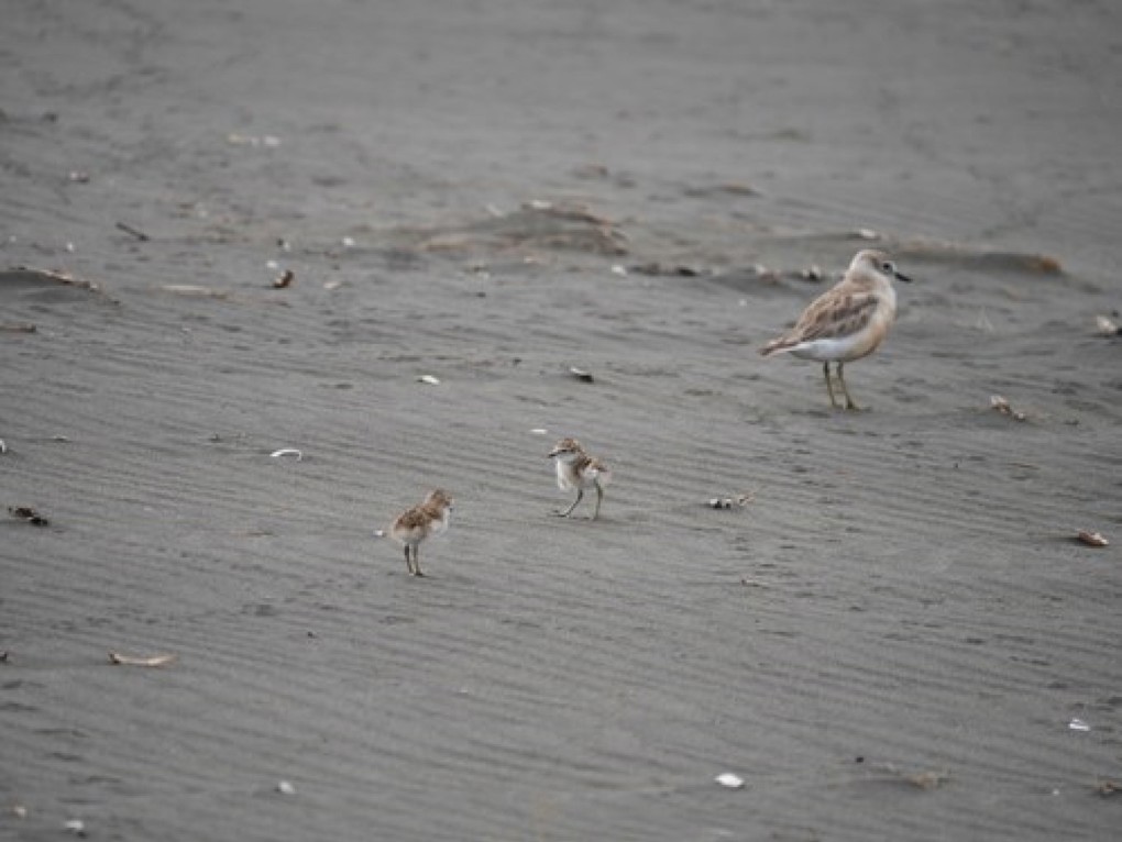 Dotterel Image 4