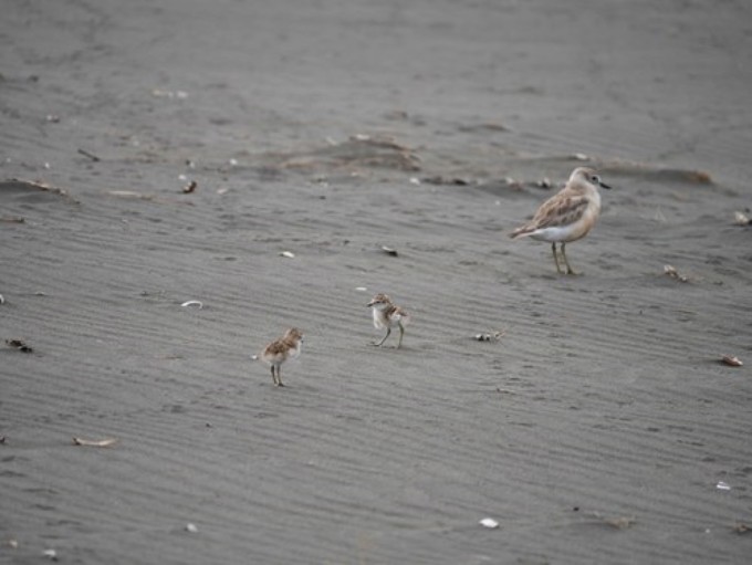 Dotterel Image 4