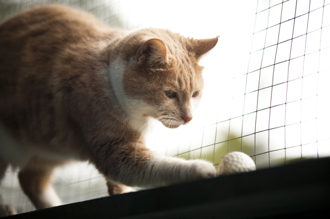 Cats rehomed 2 - featured