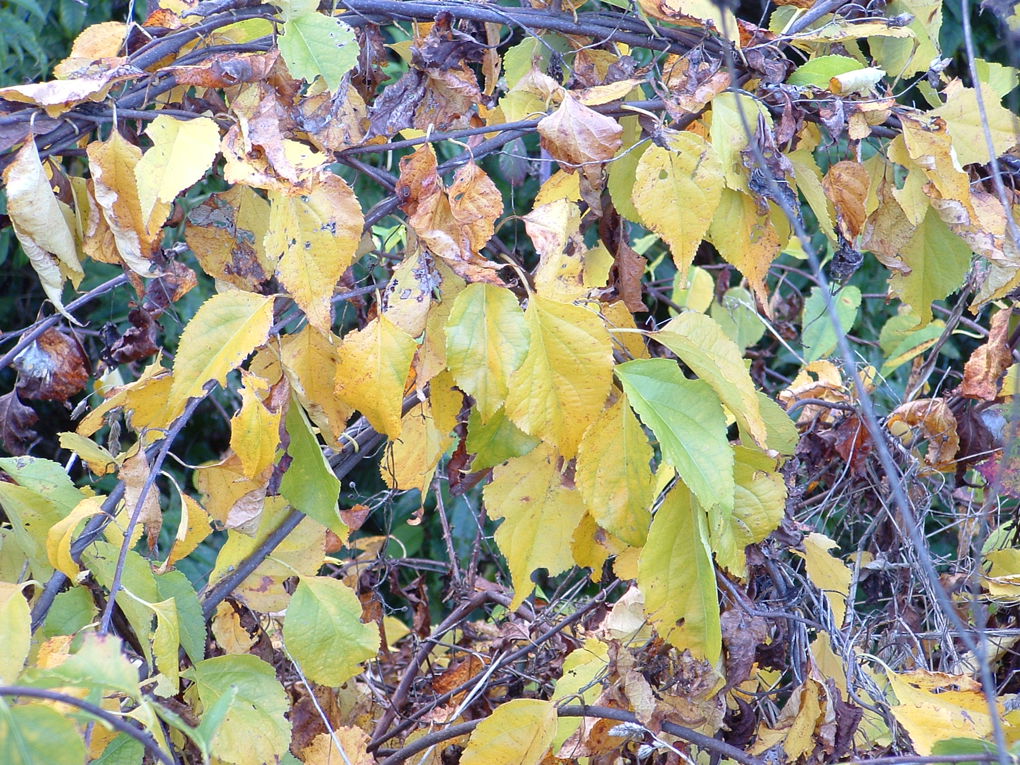 Spindleberry (1)