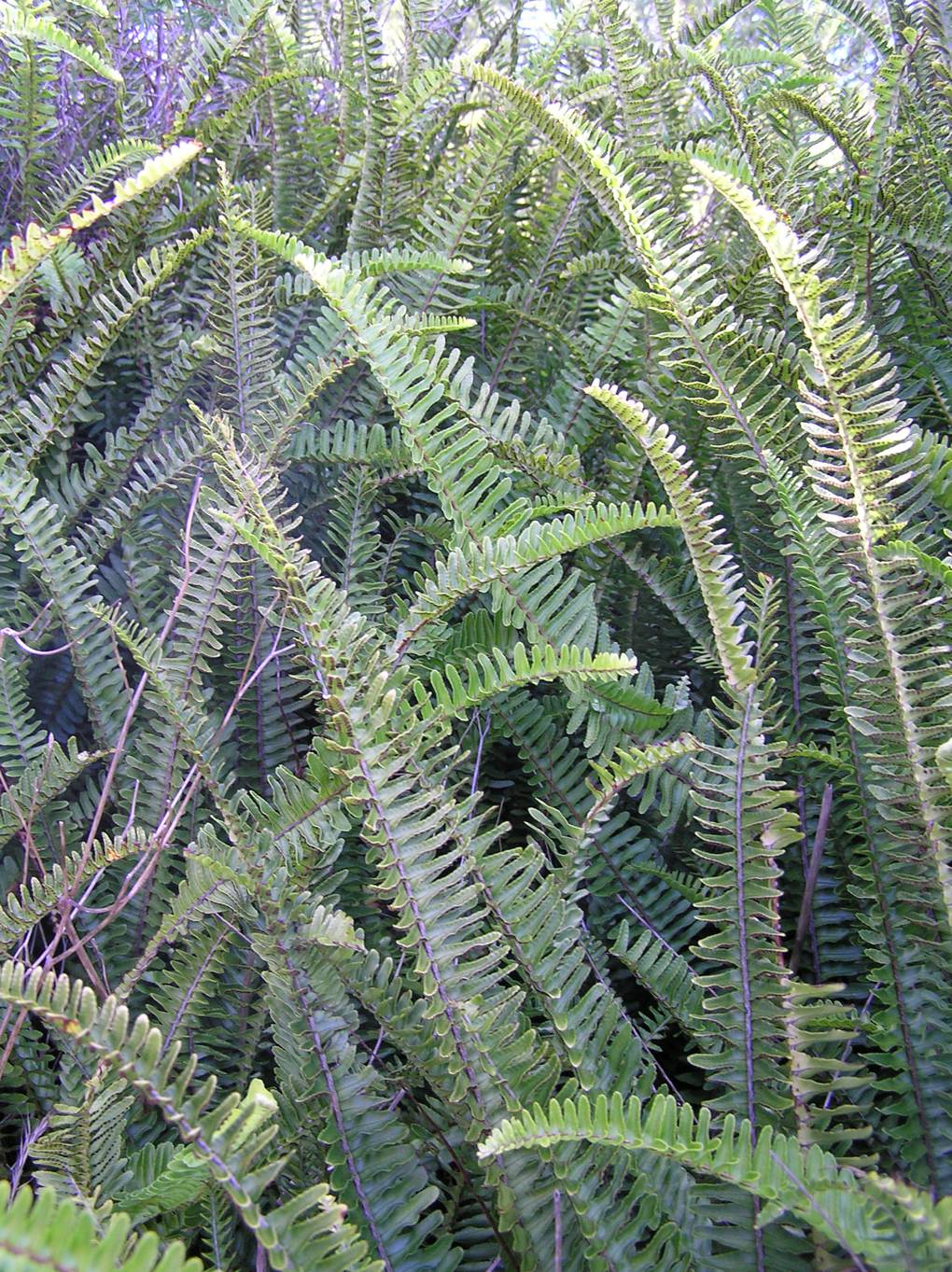 Tuber ladder fern