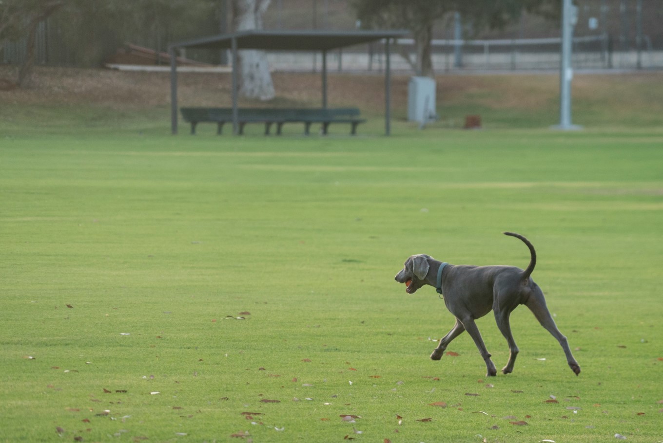 Dog wandering off leash on sports field.
