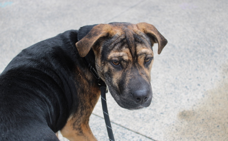 Piplup (ADOPTED) tile image