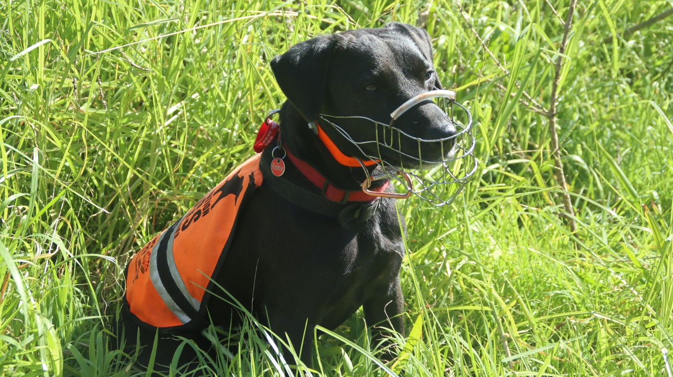 Ronnie the dog sitting in a grass field. 