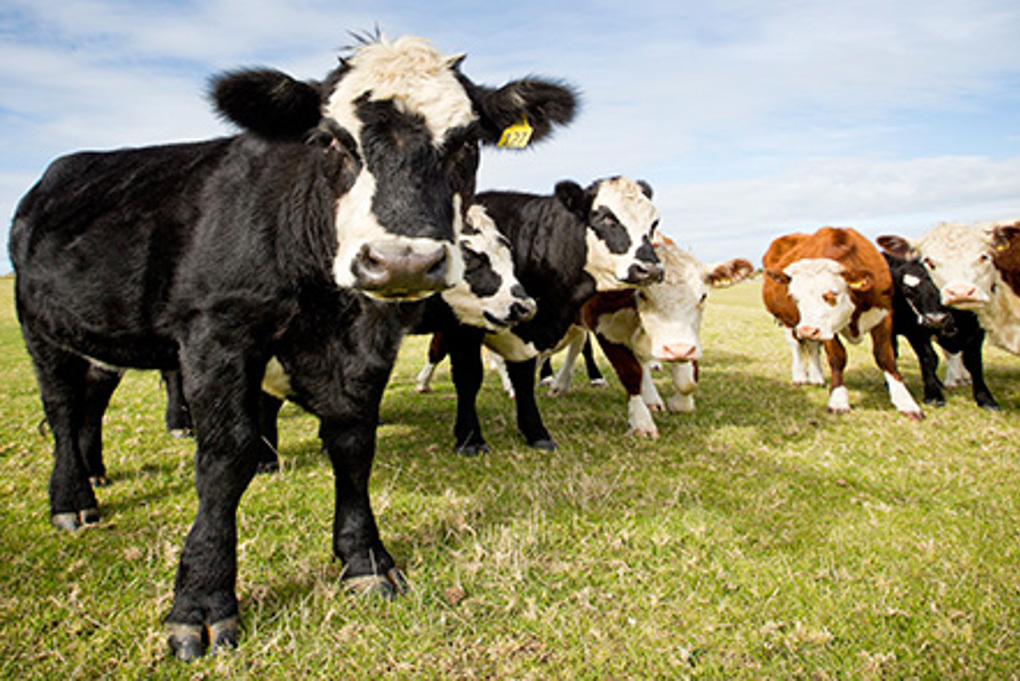 Cows in field